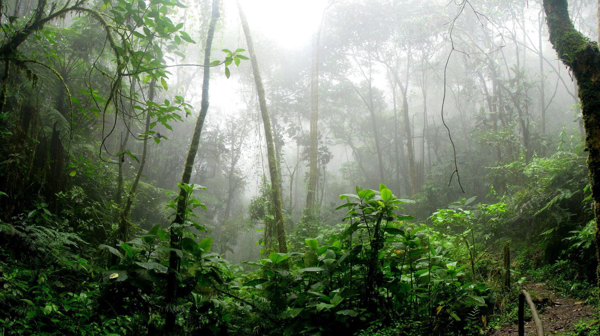 Rainforest Photo by David Riaño Cortés.jpg
